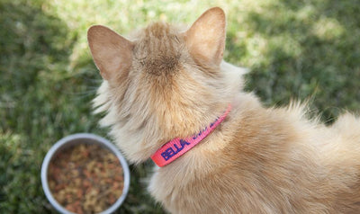 Personalized Dog Collars – Qualtry